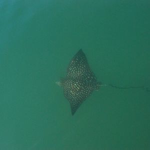 Meet your Posher, Carolina